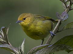 Rust-and-yellow Tanager