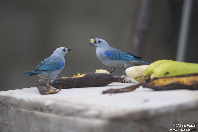 Blue-grey Tanageradult, identification, feeding habits, Behaviour