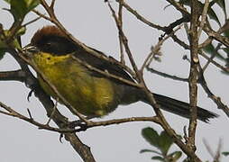 Yellow-breasted Brushfinch