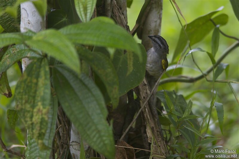 Black-striped Sparrowadult, identification