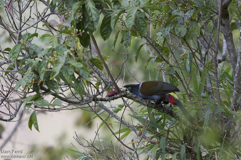 Toucan bleuadulte, habitat, Comportement
