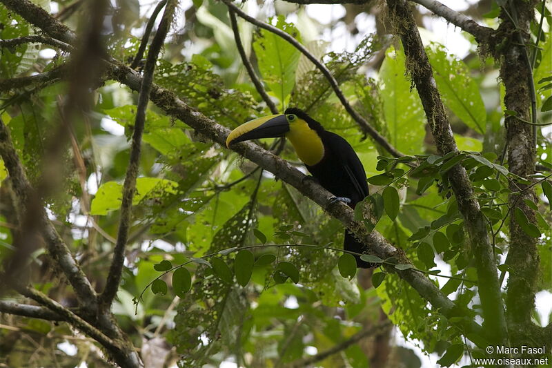 Toucan du Chocóadulte, identification