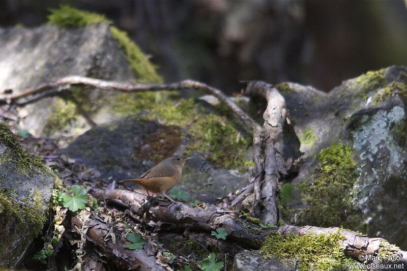 Troglodyte australadulte, identification