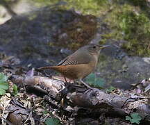 Southern House Wren