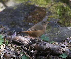 Troglodyte austral