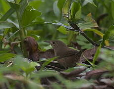 Southern House Wren