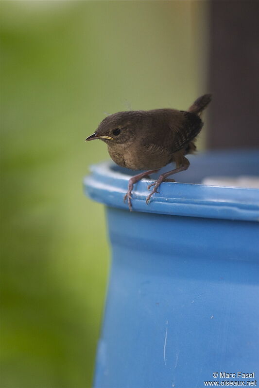 Southern House Wrenjuvenile, identification