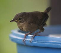 Southern House Wren