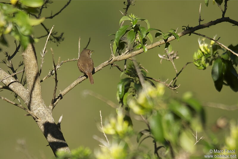 Southern House Wren male adult, identification, song