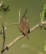 Southern House Wren