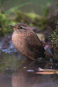 Eurasian Wren