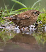 Eurasian Wren