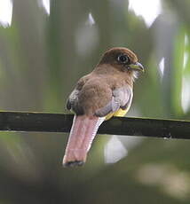 Trogon de Cabanis