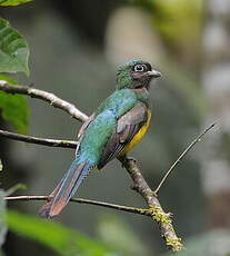 Trogon de Cabanis