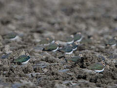 Northern Lapwing