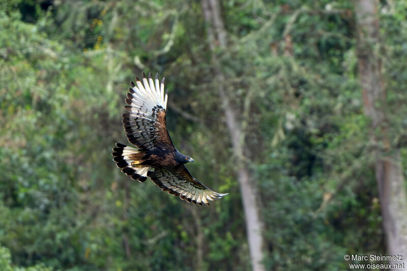 Black-and-chestnut Eagle