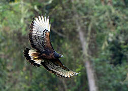 Black-and-chestnut Eagle