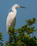 Aigrette garzette