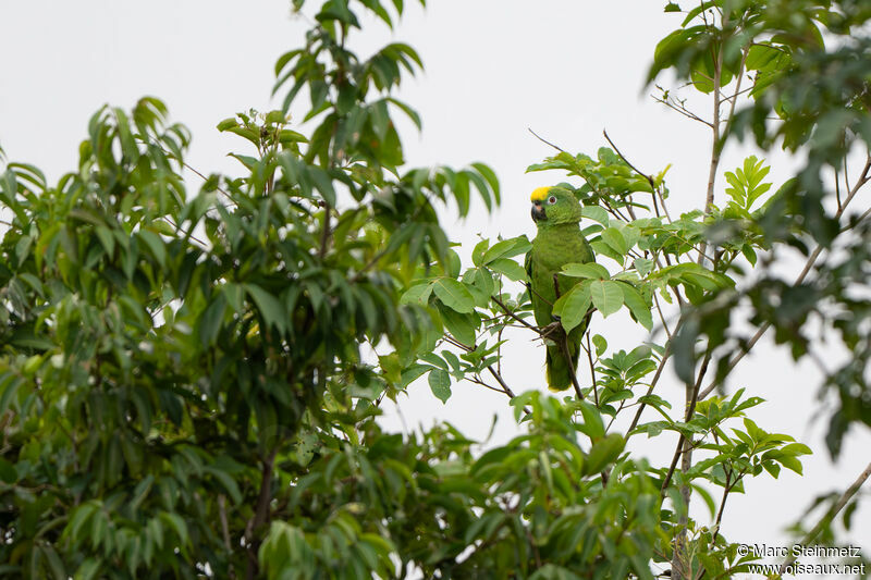 Yellow-crowned Amazon