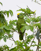 Yellow-crowned Amazon