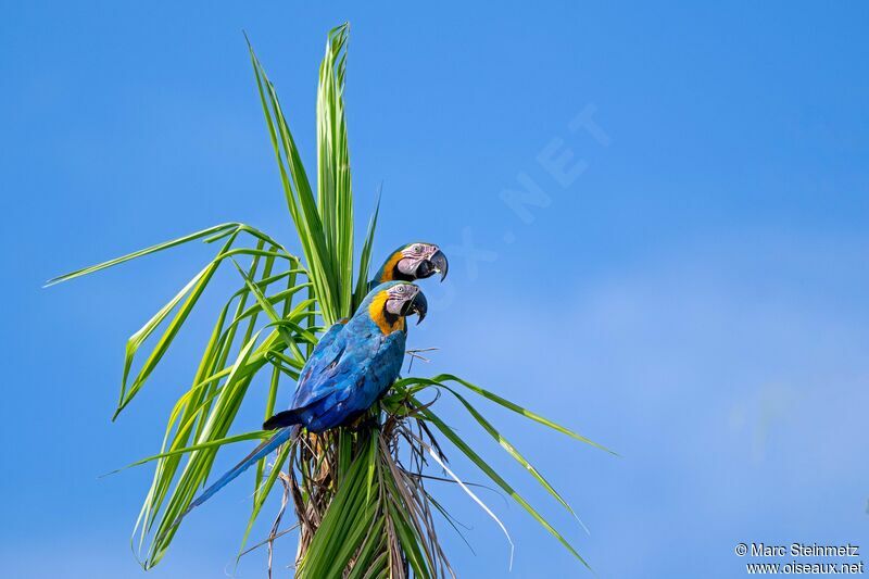 Blue-and-yellow Macaw