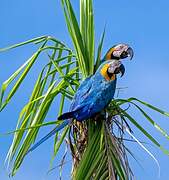 Blue-and-yellow Macaw