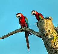 Red-and-green Macaw