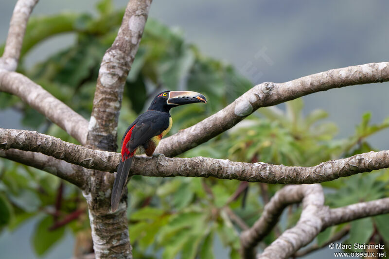 Araçari à collier