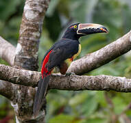 Collared Aracari