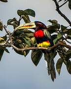 Ivory-billed Aracari