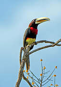 Ivory-billed Aracari