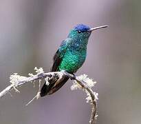 Indigo-capped Hummingbird