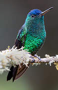 Indigo-capped Hummingbird