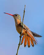 Cinnamon Hummingbird