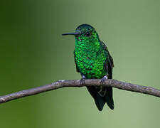 Steely-vented Hummingbird