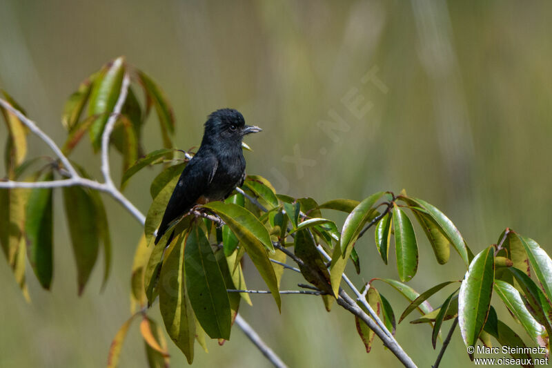 Swallow-winged Puffbird