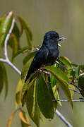 Swallow-winged Puffbird