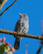 Bar-crested Antshrike