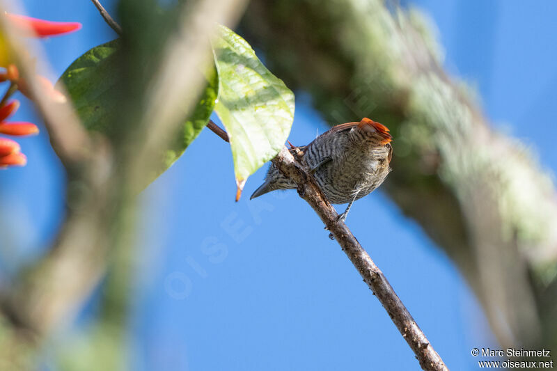 Bar-crested Antshrike female