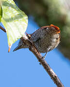 Bar-crested Antshrike