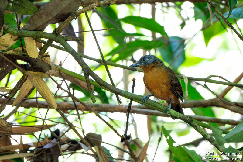 Blackish-grey Antshrike female