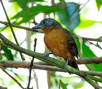 Blackish-grey Antshrike