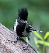 Black-crested Antshrike