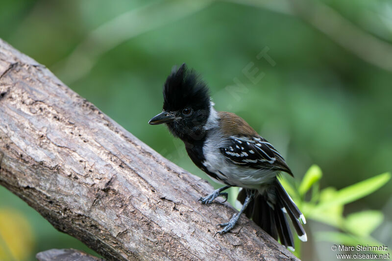 Black-crested Antshrike