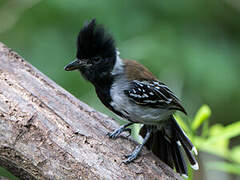 Black-crested Antshrike