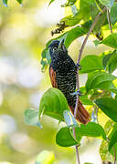 Chestnut-backed Antshrike