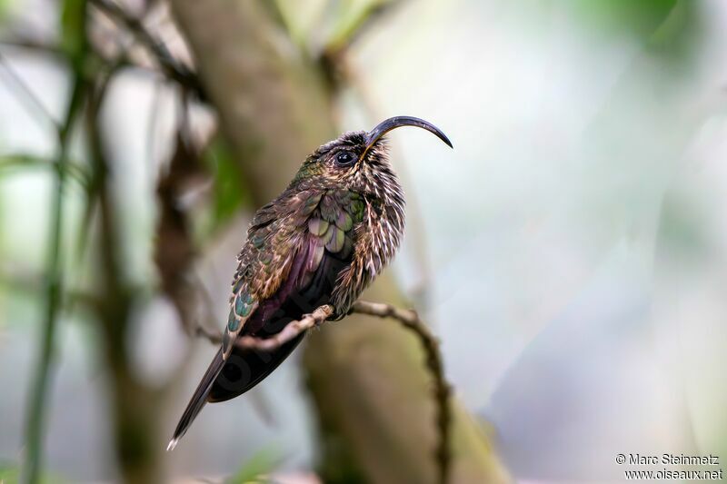 White-tipped Sicklebill