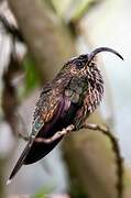 White-tipped Sicklebill