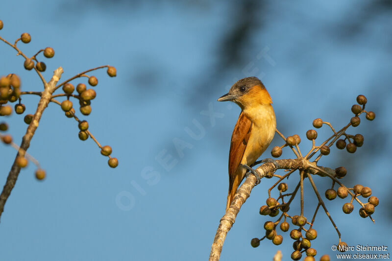 Rose-throated Becard female