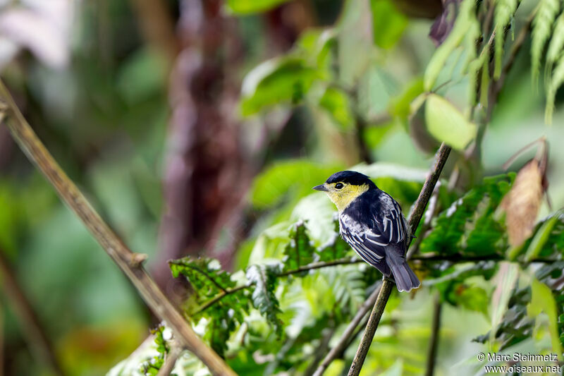 Barred Becard